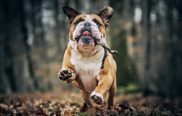 dog friendly glamping in the Peak District